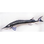 Gaby European Sturgeon / Jesetra